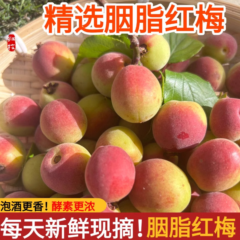 正宗福建诏安胭脂梅农家直采