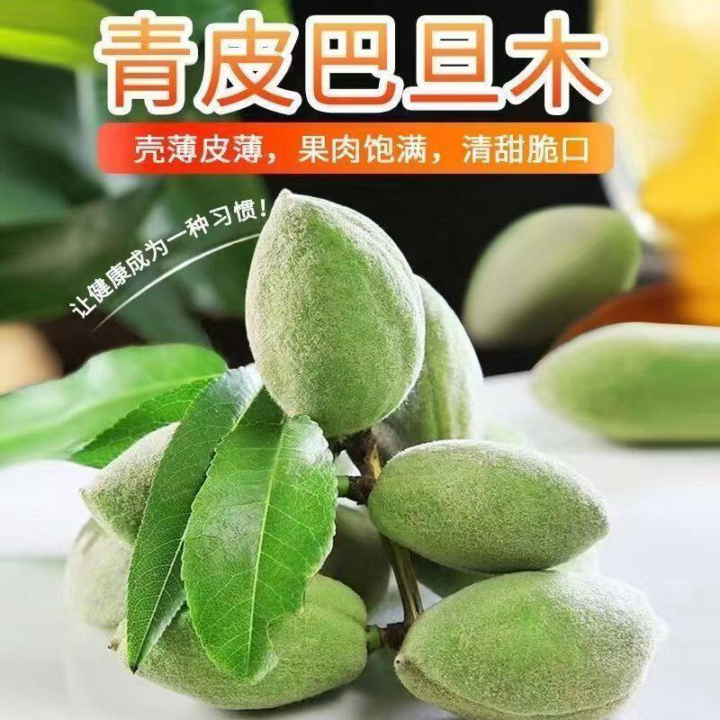 新鲜青皮巴旦木现摘现发美国大杏仁松鼠扁桃鲜桃核带绿壳巴达木