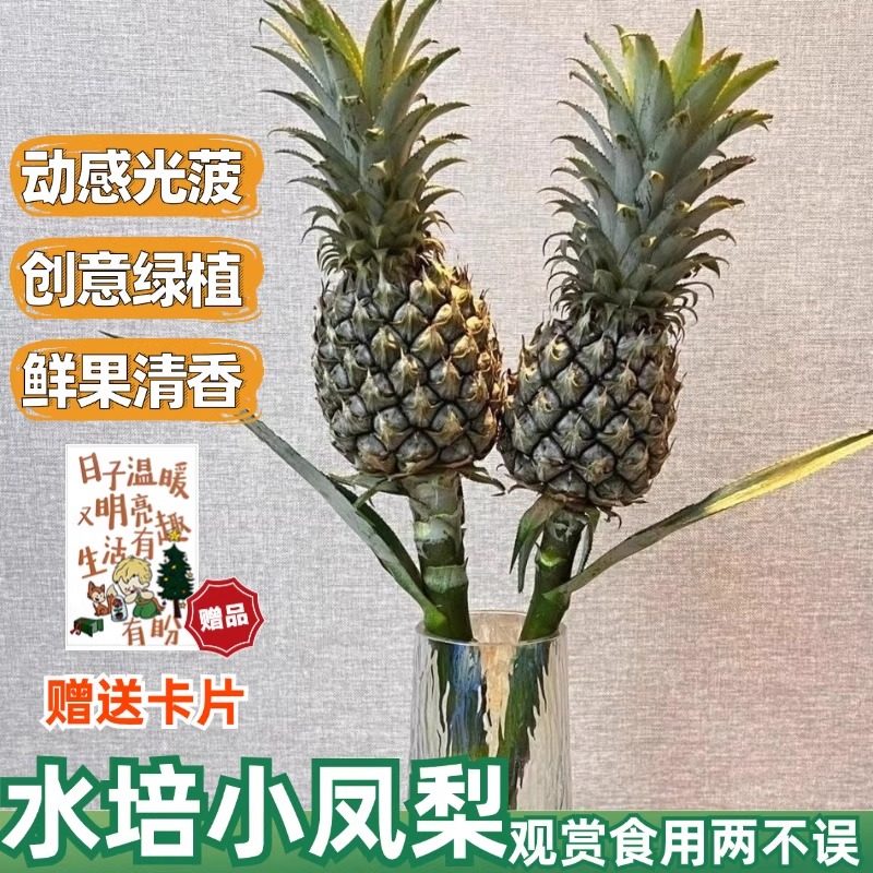 水培凤梨鲜花绿植可食用菠萝办公室内佛手盆栽禁止蕉绿摆件花束,水产肉类/新鲜蔬果/熟食,凤梨,淘宝优惠券,粉丝福利购,淘宝优惠卷