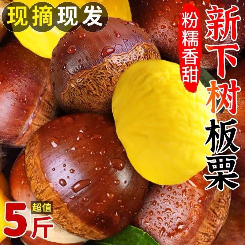 丹东板栗新鲜当季大个农家