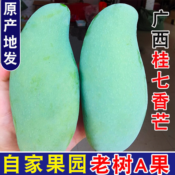 正宗广西百色桂七芒果大果新鲜桂7芒香芒当季热带水果新鲜包邮