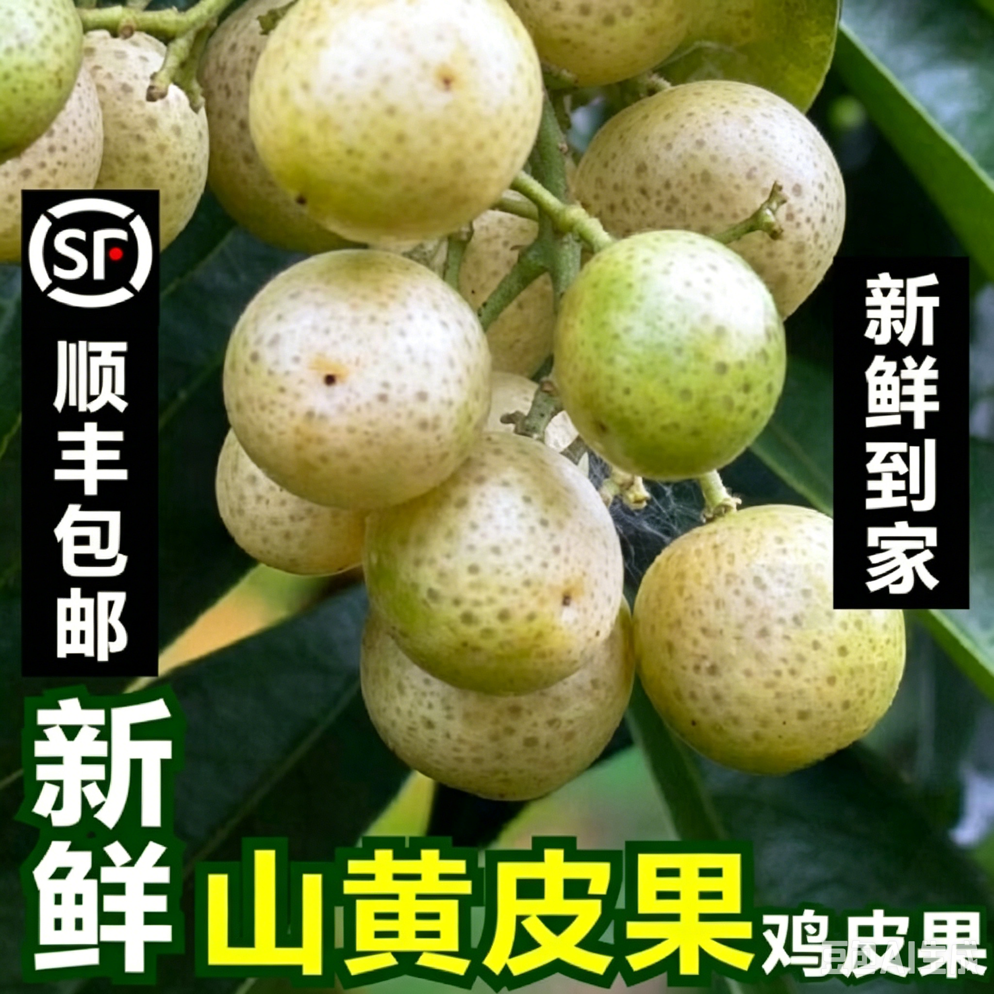 【顺丰】广东新鲜鸡皮果3斤山黄皮果腌制晒干泡酒厨房调味辣椒酱