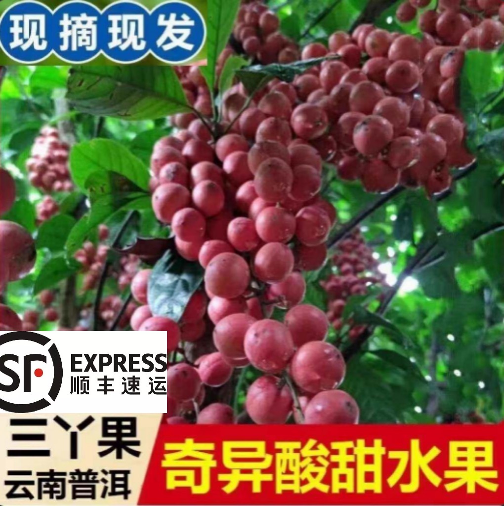 现货包邮云南木奶果三丫果甜木奶果木荔枝白皮山萝葡野山豆顺丰