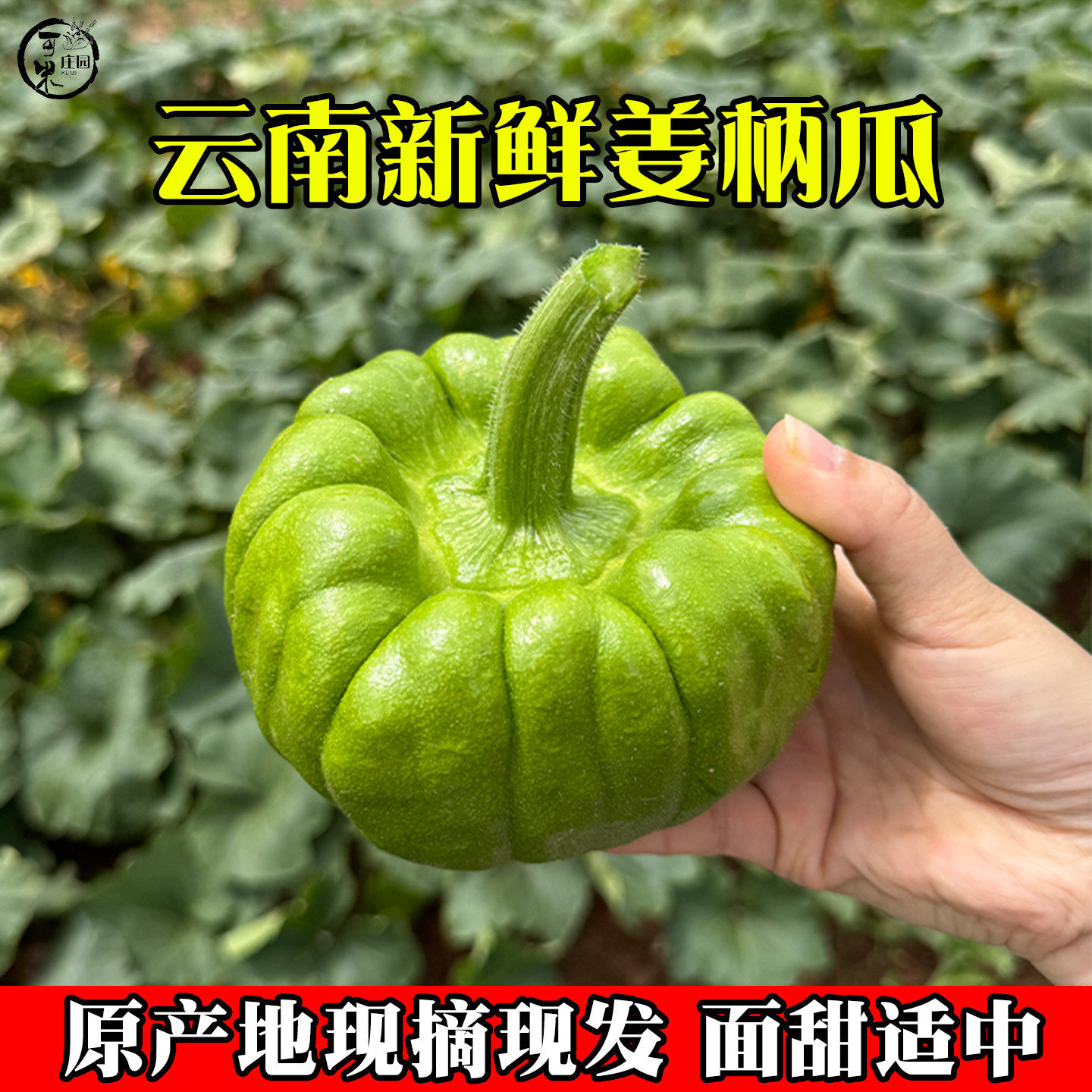 云南姜柄瓜新鲜蔬菜小瓜姜柄瓜面瓜小绿嫩瓜农户露天种植包邮