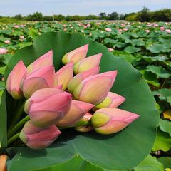 鲜花花束云南直发荷花鲜花束荷花插花水养莲花办公室插瓶鲜花礼物