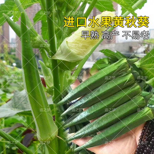 卡里巴黄秋葵价格 卡里巴黄秋葵图片 星期三