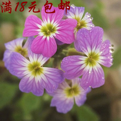 七里香种子 芳香草花卉植物阳台盆栽易种维吉尼亚紫罗兰