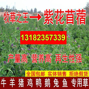 进口大叶苜蓿草籽多年生四季牧草紫花苜蓿草种兔子木须种菜芽耐寒