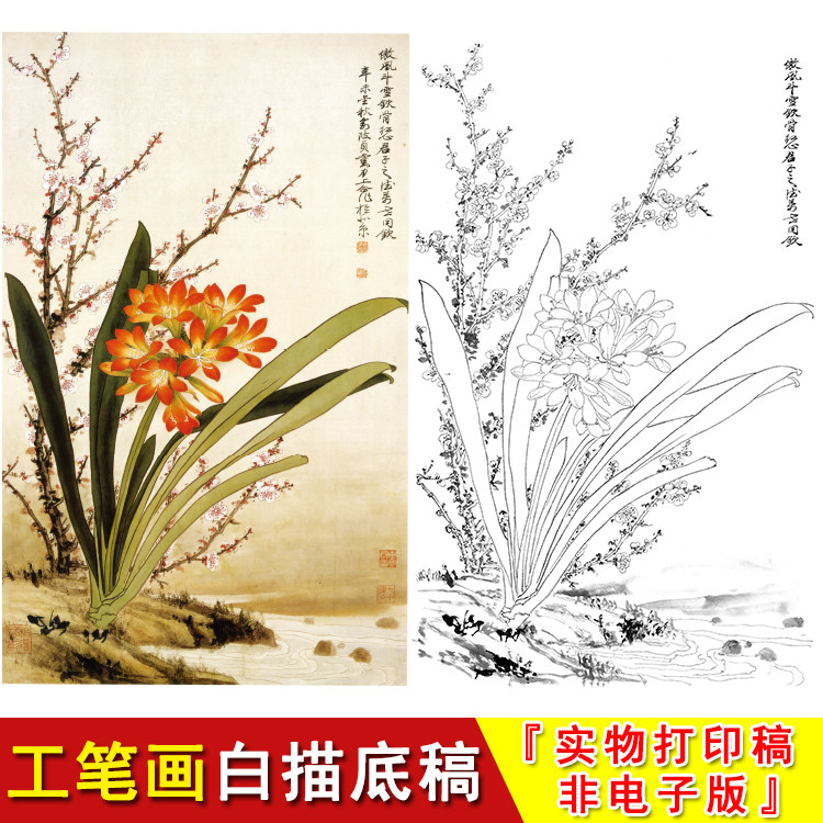 俞致贞国画花鸟工笔画底稿君子兰花白描素材实物打印非电子版jv36