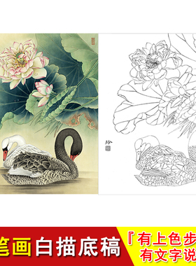 工笔画白描底稿画稿 荷花 临摹线条 清荷丽影 有上色步骤说明ZL05