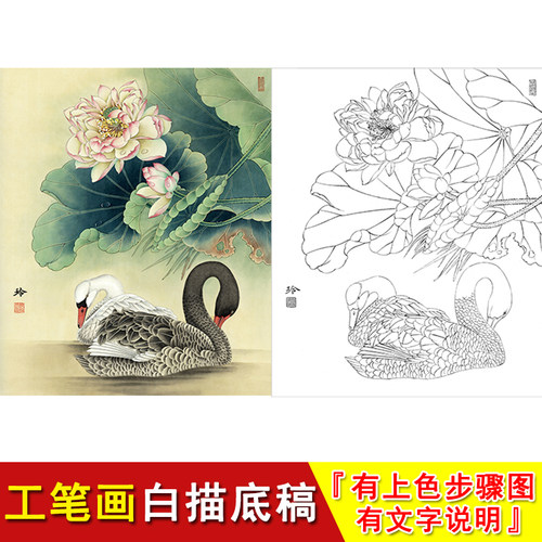 工笔画白描底稿画稿 荷花 临摹线条 清荷丽影 有上色步骤说明ZL05