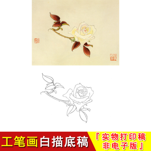 花小品国画初学过稿临摹实物打印JV58 俞致贞花鸟工笔白描底稿月季