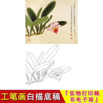 工笔画白描底稿俞致贞花鸟小品卡特兰拓印素材高清实物打印稿JV13