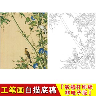 郎世宁工笔花鸟白描底稿仙萼长春册翠竹牵牛国画入门临摹素材LT12