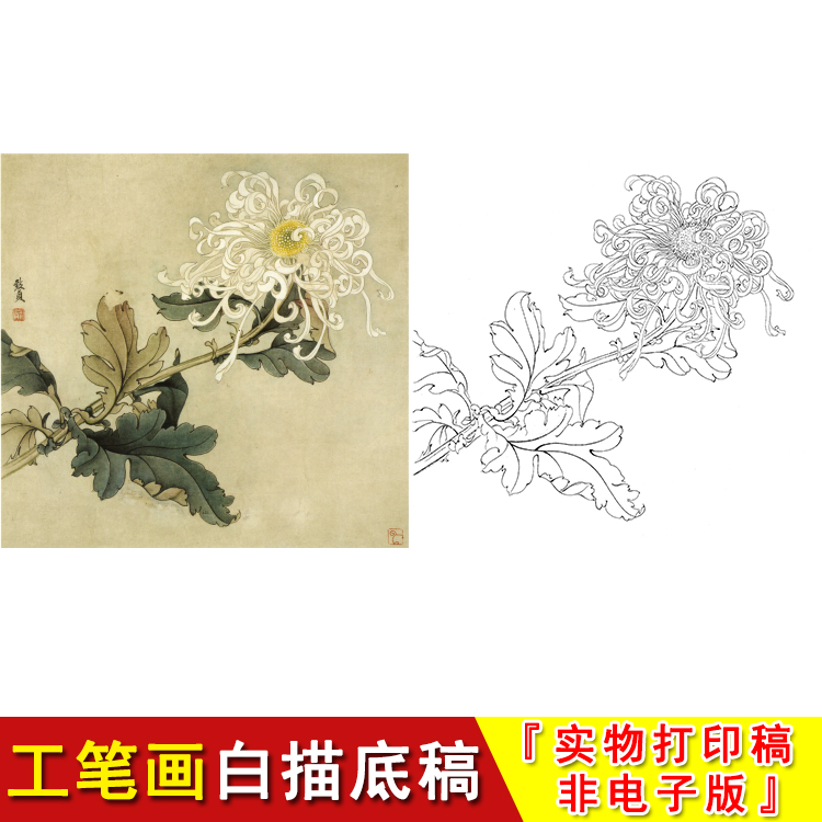 俞致贞花鸟小品菊花工笔画白描底稿高清国画覆盖临摹勾线起稿JV20
