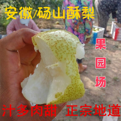 正宗砀山梨砀山酥梨新鲜水果雪梨