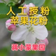 纯精粉 1克 苹果树授粉花粉 人工 嘎啦 苹果花粉 秦冠 苹果树花粉