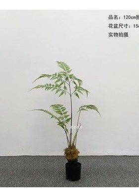 金丝猴头蕨植物盆景室内客厅装饰假盆栽大型落地绿植造景摆件