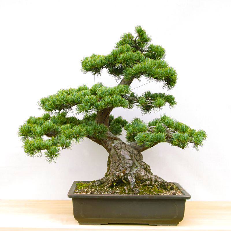 大阪松盆景造型常绿庭院景观树矮小姿态古朴苍劲客厅阳台净化空气