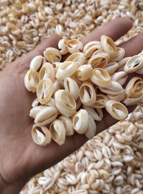 Free Shipping(50pcs/lot)1.4-2cm Natural Cut Cowrie Shells N