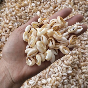 Free Shipping(50pcs/lot)1.4-2cm Natural Cut Cowrie Shells N