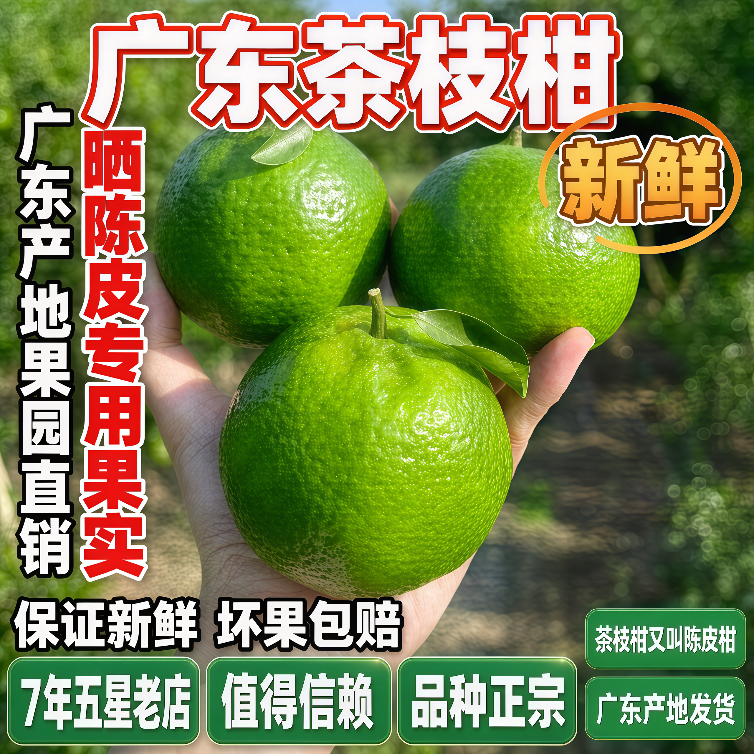 新会陈皮柑新鲜现摘老树陈皮柑四会茶枝柑小青柑二红大红鲜果包邮