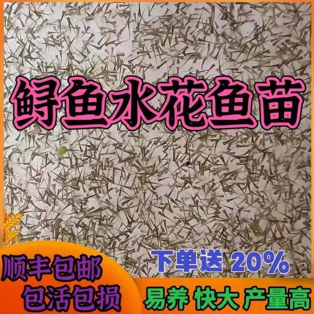 鲟鱼鱼苗中华水花鸭嘴鱼苗幼苗鲟龙鱼活体食用淡水养殖鲜活活鱼