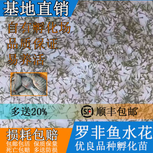 罗非鱼水花苗大品种福寿鱼单性非洲罗非淡水养殖脆肉罗非鱼苗水花