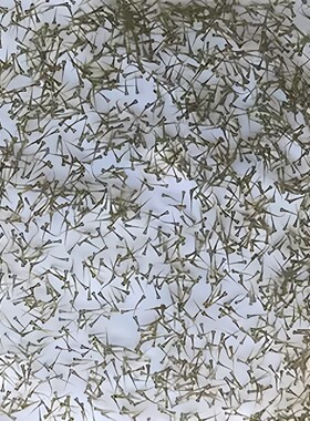 东星斑鱼苗水花 淡化东星斑鱼 石斑鱼水花 耐寒养殖小鱼苗活体