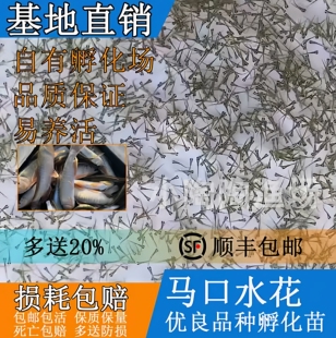 马口鱼苗水花 冷水鱼水花 桃花鱼溪流鱼马口鱼水花 原生鱼苗水花