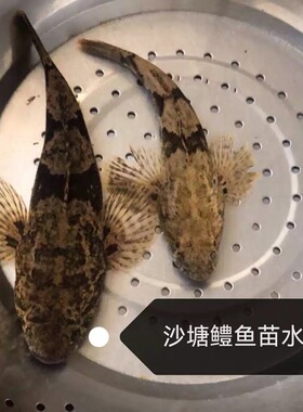 原生鱼沙塘鳢水花虎头鲨水花痴姑呆子土步鱼食肉鱼活体好养底层鱼