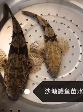 虎头鲨鱼苗沙塘鳢呆子鱼