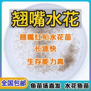 翘嘴鱼水花 米级翘嘴鱼苗 红鳍鲌 食肉鱼苗 活体鳜鱼桂花鱼 包邮