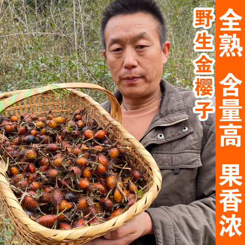 野生全熟金樱子营养丰富香甜味浓