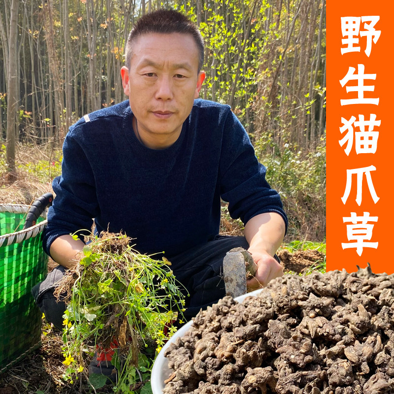 野生猫爪草中药材特级猫爪草干货新鲜猫爪草根子正宗猫爪草茶无硫