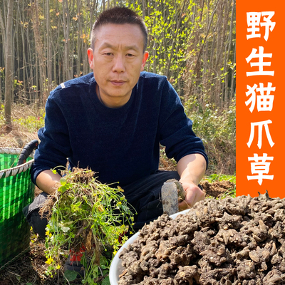 正宗野生猫爪草爪子明显质优无硫