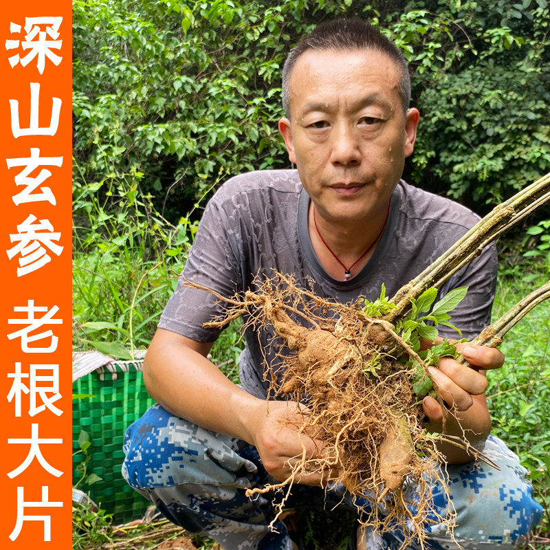 深山玄参中药材正品野生玄参片250g乌元参黑玄参粉玄参麦冬茶无硫