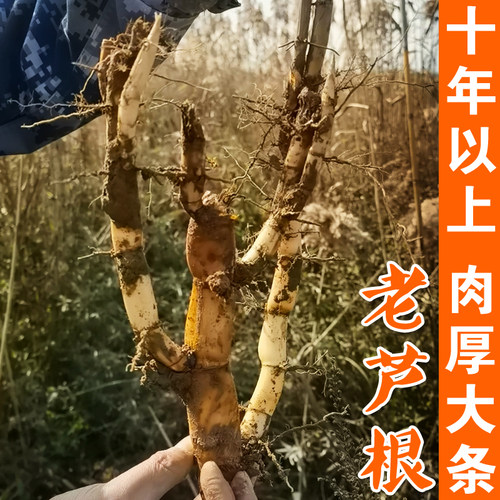 野生老芦根粗壮肉厚清香味甘无硫
