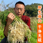野生薤白中药材500g新鲜薤白干货薤白头薤根粉小野山蒜野葱泻白汤