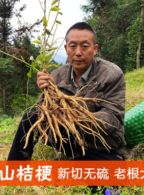 野生桔梗中药材特级老根大片无硫