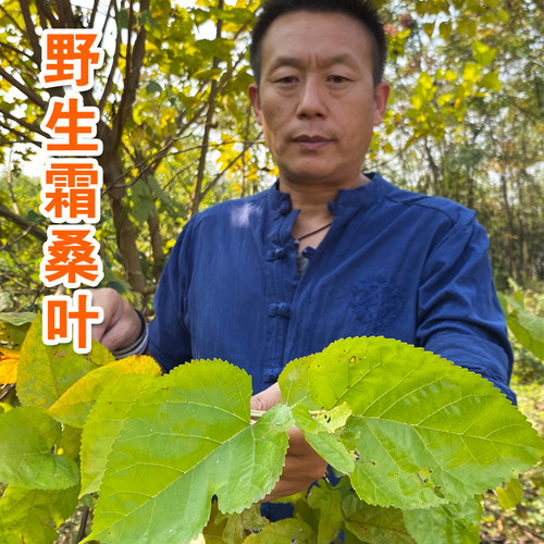 野生老树霜桑叶茶清香味浓无硫