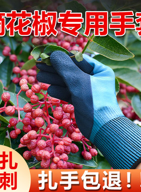 摘花椒专用手套防刺防扎