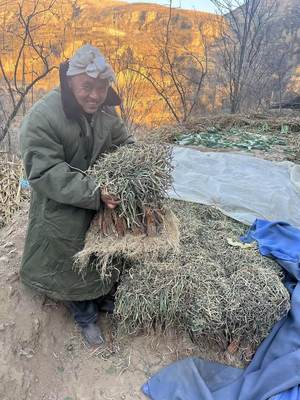 陕北2023年新红葱正宗山地旱地红皮葱丝食用去腥调料调味品新鲜蔬