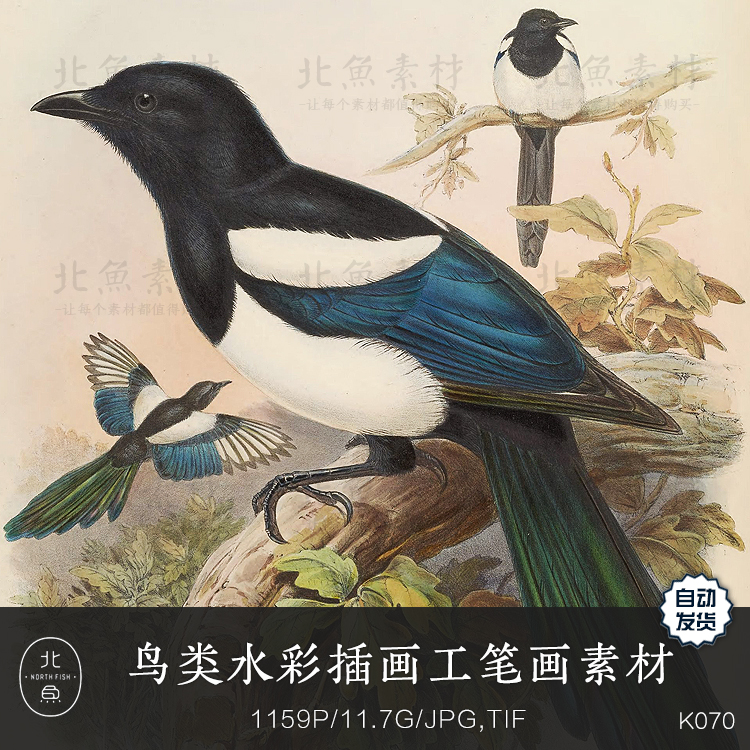 上千种鸟类水彩插画工笔画绘画素材 4K生物手绘超清图片美术参考