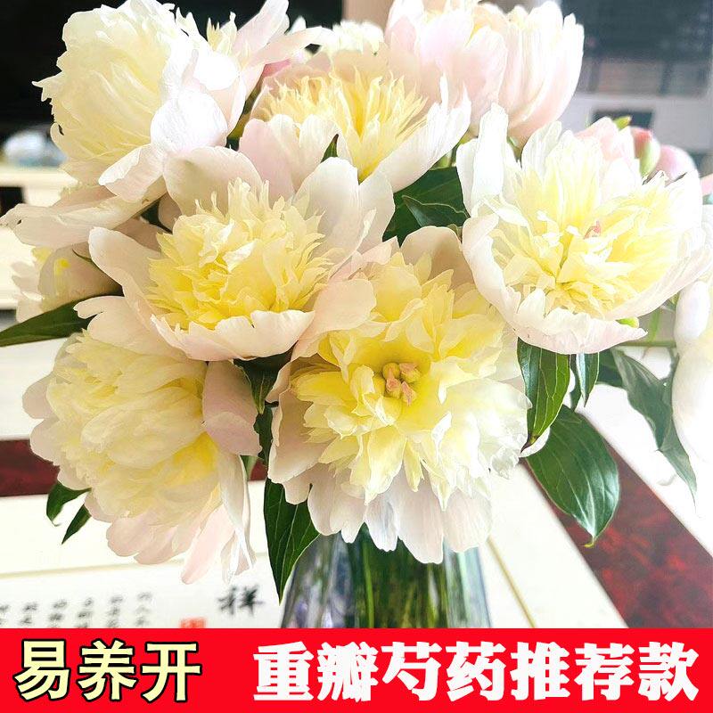 四川中江重瓣芍药鲜花凤羽落金池鲜切花川粉兰梦家庭插花产地直发