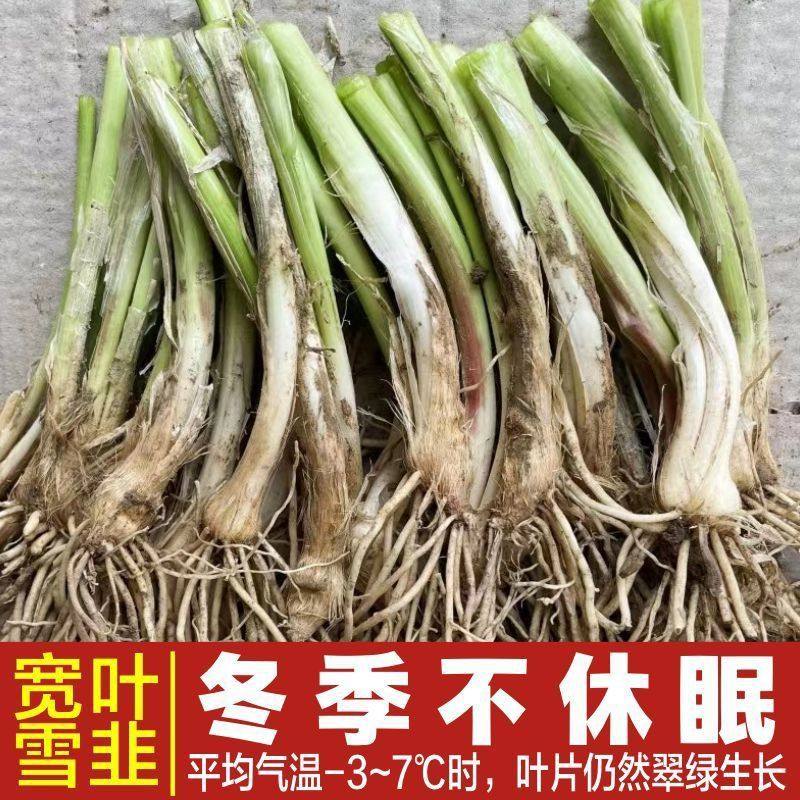 新韭菜根苗现挖紫红根韭菜根籽苗阳台岔栽种菜四季绿色本地蔬菜苗,鲜花速递/花卉仿真/绿植园艺,种苗/半成品盆栽,淘宝优惠券,粉丝福利购,淘宝优惠卷