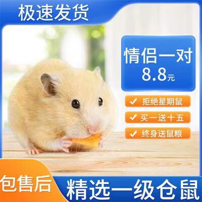 金丝熊巨型活体仓鼠活物布丁银狐紫仓宝宝宠物公仔已打疫苗可一对
