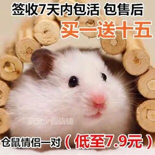 家养仓鼠金丝熊巨型活体布丁活物银狐紫仓宝宝长毛稀有熊宠物一对