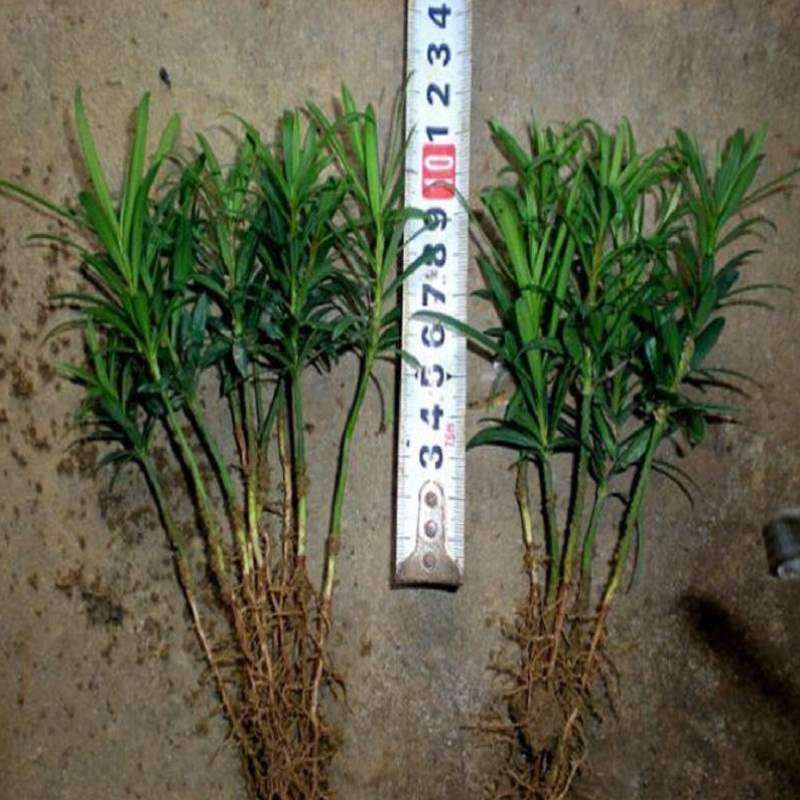 罗汉松大树苗绿化大型树桩别墅盆景罗汉松庭院迎客松小苗中罗汉松,鲜花速递/花卉仿真/绿植园艺,花托/移动托盘,淘宝优惠券,粉丝福利购,淘宝优惠卷