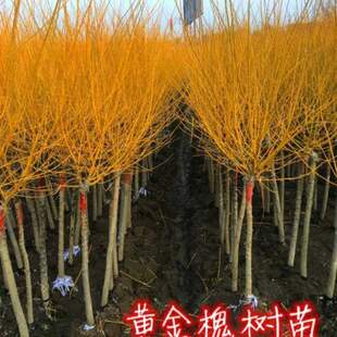 槐树别墅树苗苗速生风景树庭院黄金槐国龙爪槐金枝大垂枝国槐绿化